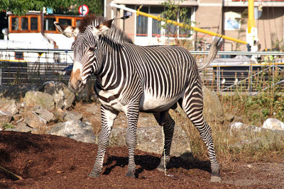 Equus grevyi Grvy's zebra Grvyzebra