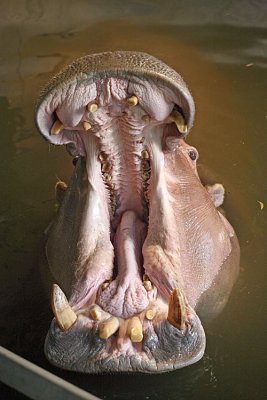 Hippopotamus amphibius Hippopotamus  Nijlpaard 