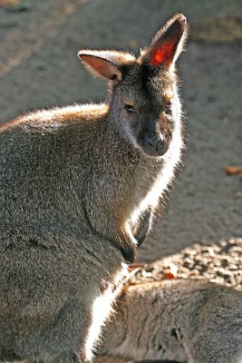 Macropus rufogriseus rufogriseus Red-necked wallaby Bennet walibie