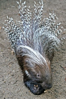 Hystrix africaeaustralis Cape porcupine Zuid-Afrikaans stekelvarken