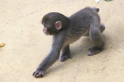 Macaca fuscata Japanese Macaque Japanse Makaak