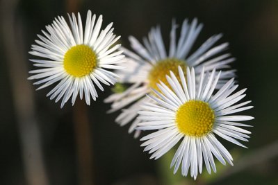 Erigeron annuus Daisy fleabane Zomerfijnstraal 