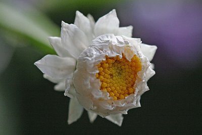 Helichrysum microphyllumStrawflowerStrobloem