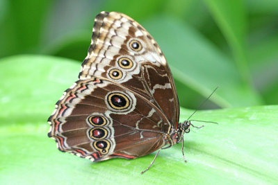 Morpho sp. Morpho vlinder