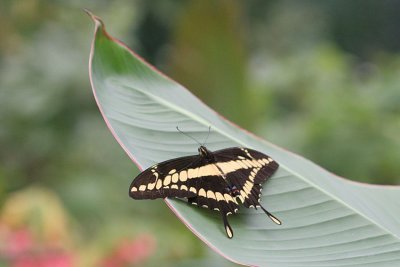 Papilio thoas King swallowtail