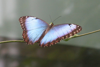 Morpho sp. Morpho vlinder