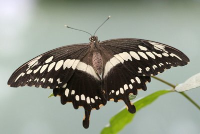 Papilio thoas King swallowtail