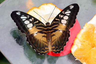 Parthenos sylvia philippinensis Brown clipper