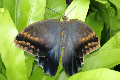 Caligo telamonius memnon  Giant owl 