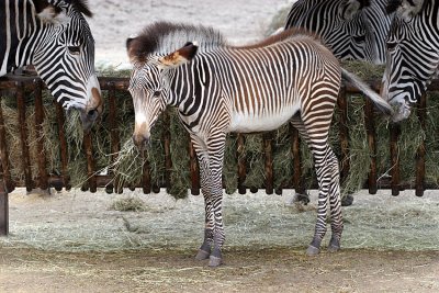 Equus GrevyiGrevy's zebraGrvy-Zebra