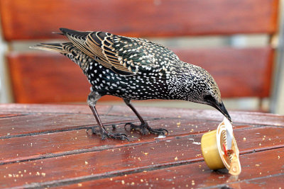 Spreeuw StarlingSturnus Vulgaris