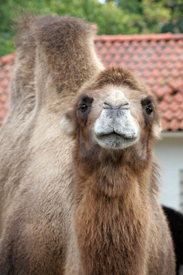 Camelus ferus bactrianus Bactrian camel kameel