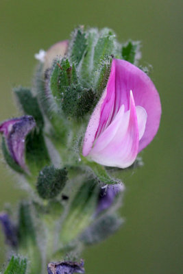 Ononis repens subsp. repens Common restharrow Kruipend stalkruid