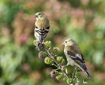 American Goldfinch