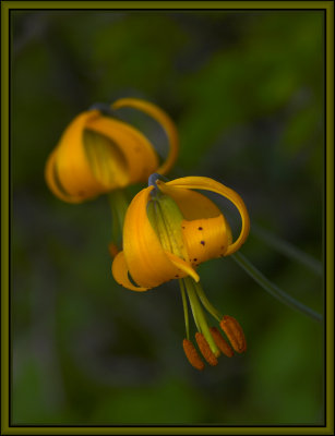  Columbia lily, few-flowered tiger lily