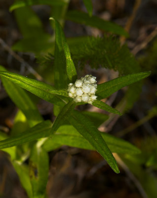 Unknown white flower