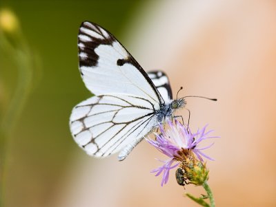 White Pine Butterfly