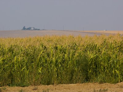 Corn Field, Moses Lake