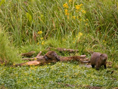 Otters, Ridgefield WLR