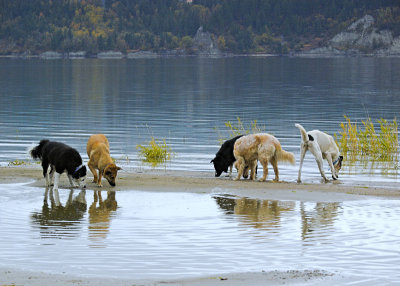 All dogs checking the Lake