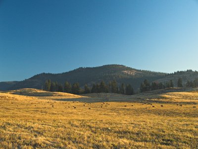 Bales of hay