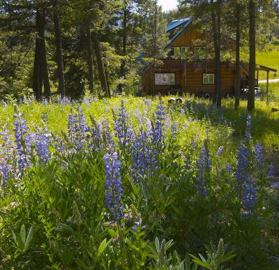 House, and forest full of Lupines