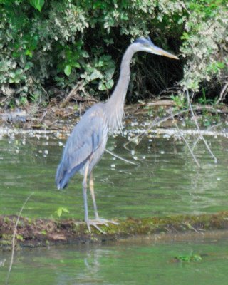 Heron LH_2008-05-26_028.jpg