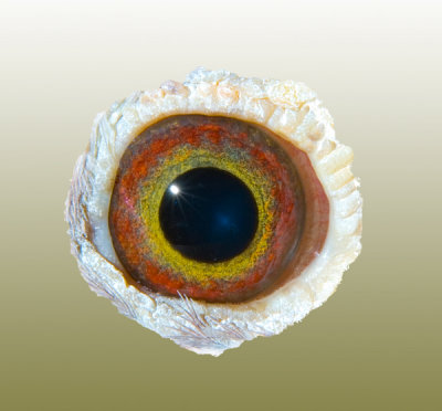 8669-eye.jpg