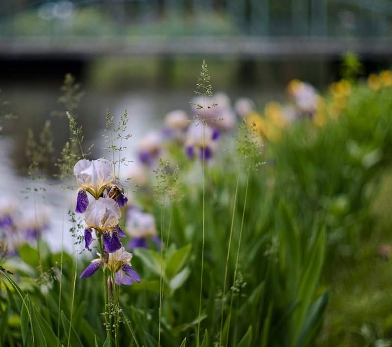 By the bridge in the park