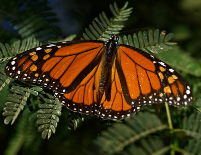 Monarch1.jpg