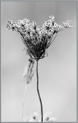 Dry Queen Annes Lace