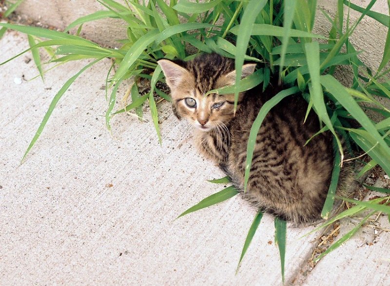 06_stray_kitty.JPG