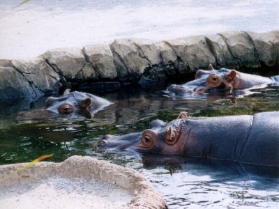 02threehippos.jpg