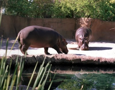 zeiss06_hippos.jpg