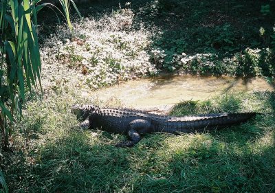 Olympus03_gator.jpg