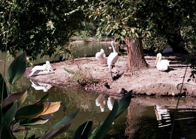 pelicanisland.jpg