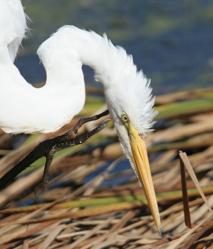 Great Egret