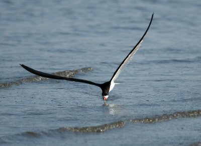 Black Skimmer