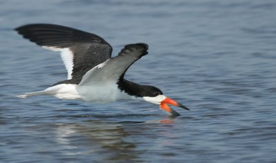 Black Skimmer