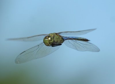 Common Green Darner