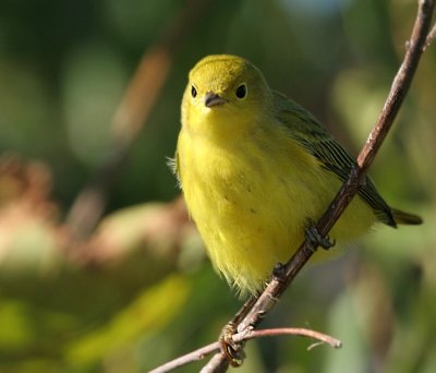 Yellow Warbler