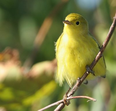 Yellow Warbler