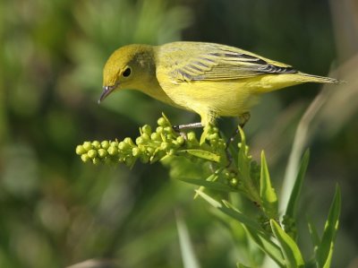 Yellow Warbler