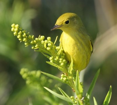 Yellow Warbler