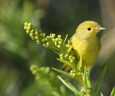 Yellow Warbler