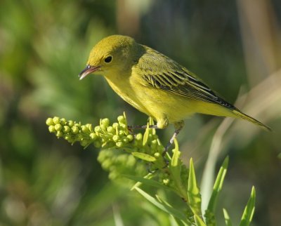Yellow Warbler