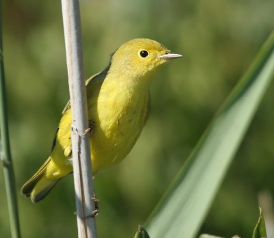 Yellow Warblerf