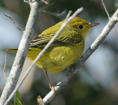 Yellow Warbler