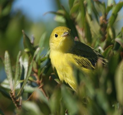 Yellow  Warbler