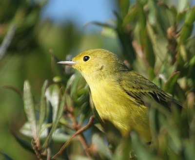 Yellow Warbler